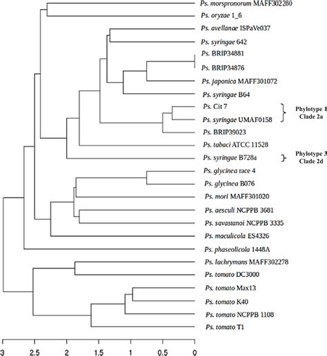 Toradh íomhá ar Complex Dendrogram