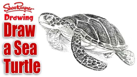 Real Turtle Drawing కోసం చిత్ర ఫలితం