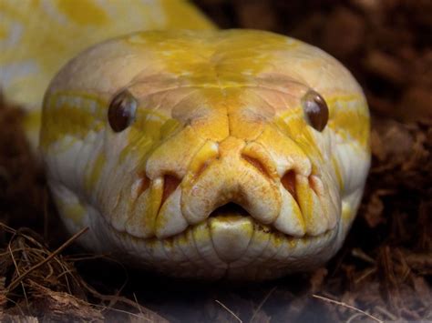 Image result for Yellow Head Python