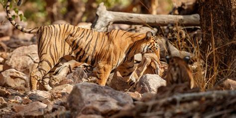 Image result for Predation Examples for Kids