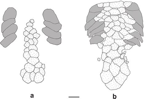 Toradh íomhá ar Dermal Plates