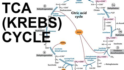 Khan Academy TCA Cycle に対する画像結果