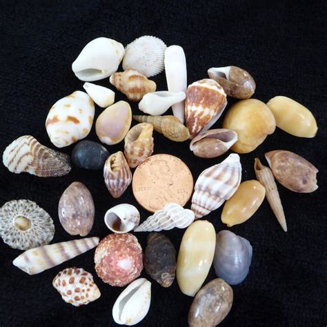 Image result for Hawaii Shells