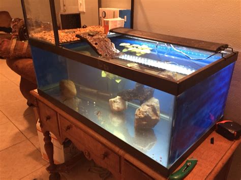 Toradh íomhá ar Large Turtle Tank Setup