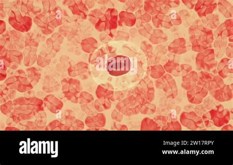 Image result for Splitting Cells Microscope