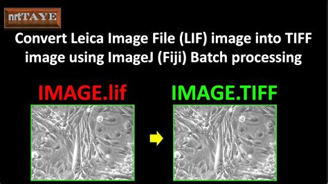 Convert BMP to Tiff Using Fiji માટે ઇમેજ પરિણામ