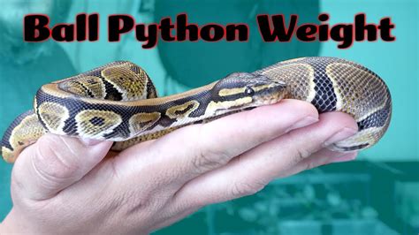 Image result for Ballmeaase Python