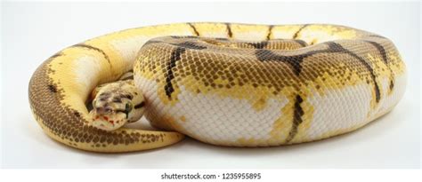 Bumblebee Python Eggs に対する画像結果