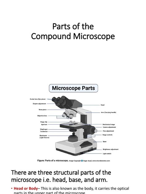 Image result for Compound Microscope Parts of Microscope