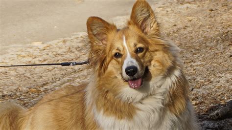 Image result for Corgi Collie