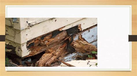 Image result for Natural Timber Defects