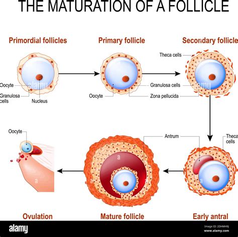 Follicular Process Diagram Simple ପାଇଁ ପ୍ରତିଛବି ଫଳାଫଳ