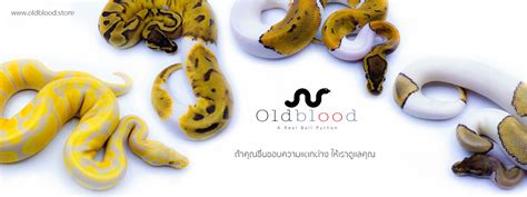 Toradh íomhá ar Python Fish House