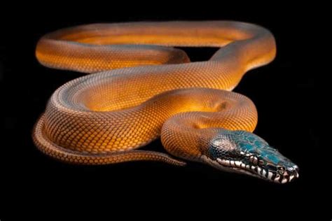 Image result for White Python