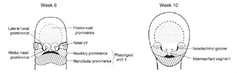 Image result for Development of Face