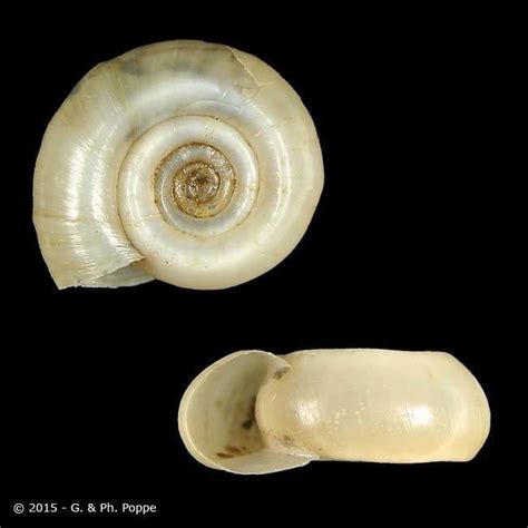 Planorbidae に対する画像結果