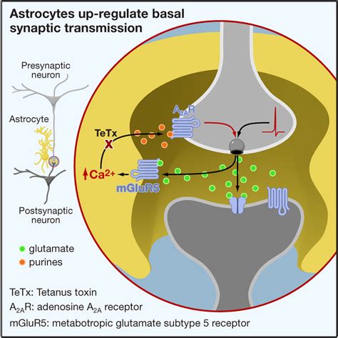 Astrocytes Are Endogenous Regulators of Basal Transmission at Central ...