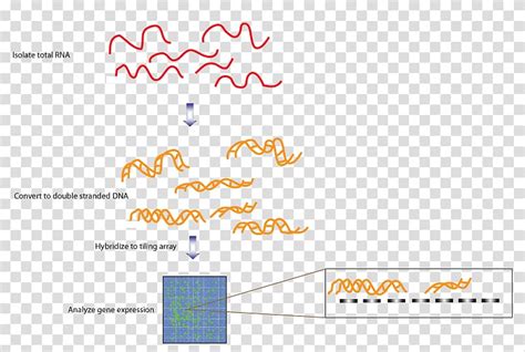 Image result for DNA/RNA Transcriptome Image