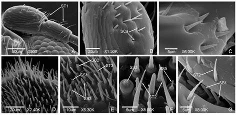 Scanning Electron Microscope Study of Antennae and Mouthparts in the ...