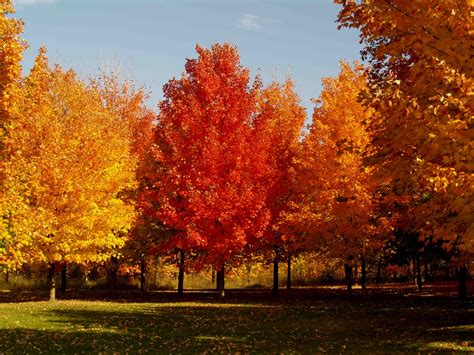 Image result for Fall Trees