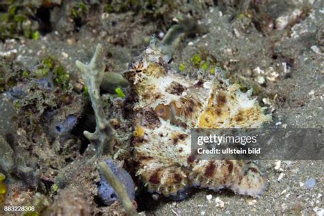 Image result for Small Octopus