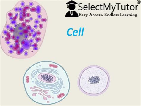 Image result for Cell PowerPoint