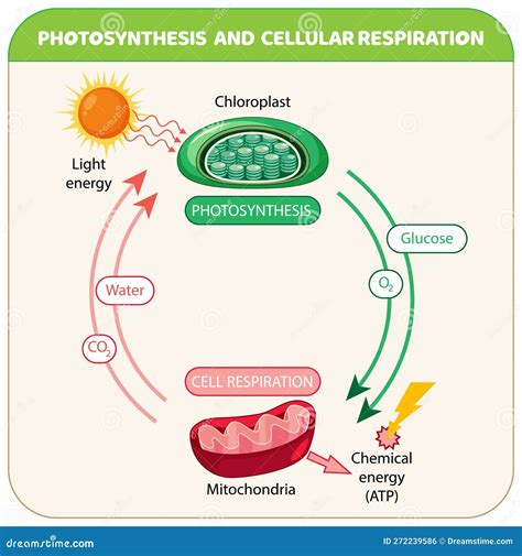 Afbeeldingsresultaten voor Celllar Respiration Model Mlabeled