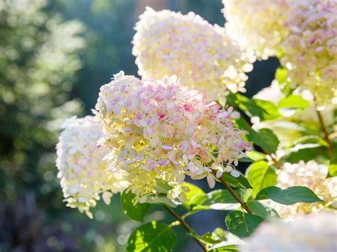 Image result for Hydrangea Tree