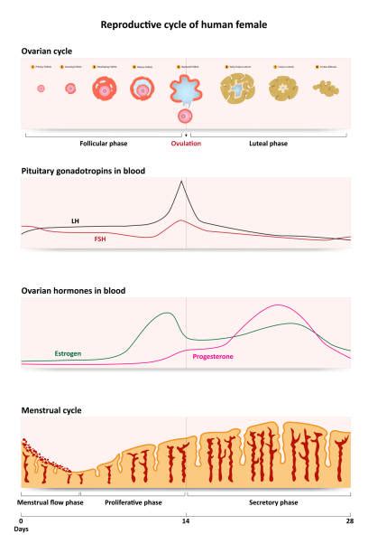Image result for Reproductive Cycle