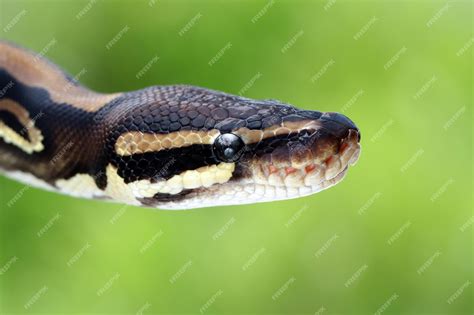 Afbeeldingsresultaten voor Python Head in a Game