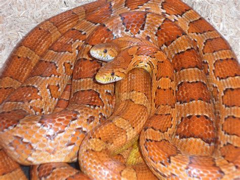 Image result for Two-Headed Baby Snake