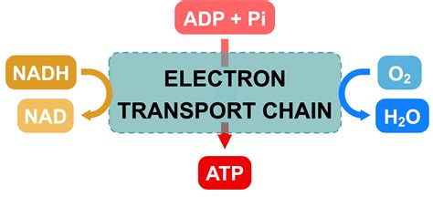 Visual Representation of Electron Transport Chain に対する画像結果