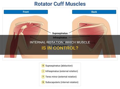 Image result for Internal Rotation Degrees