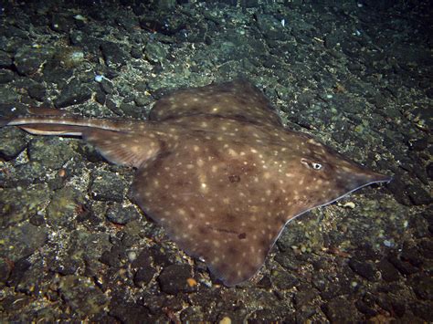 Image result for Skate Fish Types