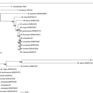 Image result for Maximum Likelihood Tree Logo