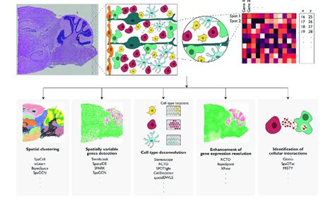 Image result for Spatially Resolved Transcriptomics