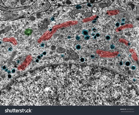 Image result for Electron Microscope False-Color