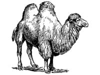 Image result for Perl