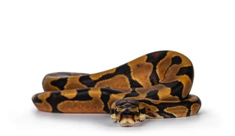 Enchi Royal Python に対する画像結果