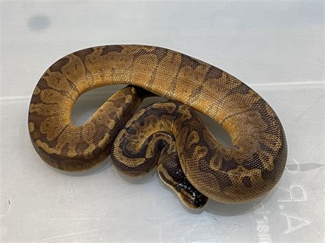Image result for Sunset Puzzle Ball Python