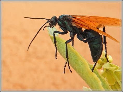 Tarantula Hawk Wasp に対する画像結果