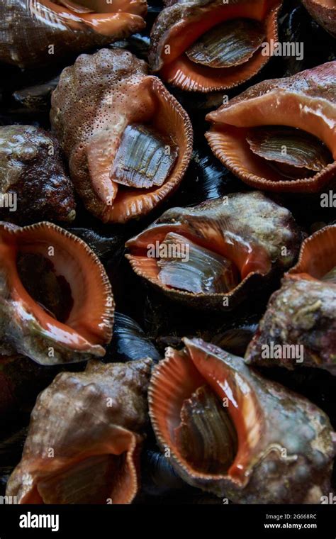 Image result for Edible Shellfish