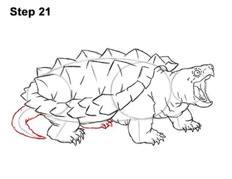 Toradh íomhá ar Drawing of Alligator Snapping Turtle Shell
