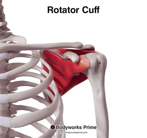 Internal Rotation Shoulder Rotator Cuff に対する画像結果