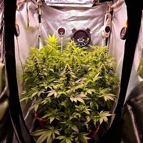 Image result for Growing a Autoflower