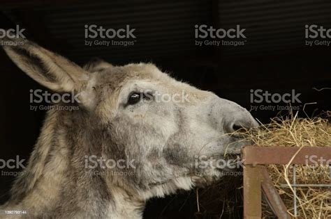 Image result for Donkey Eating Side View