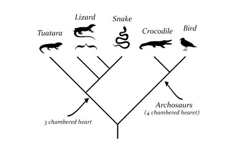Image result for Animal Evolution Cladogram