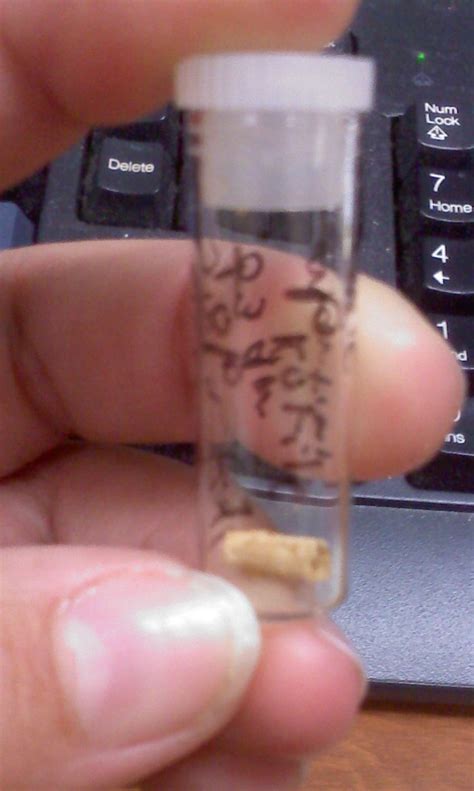 Afbeeldingsresultaten voor Sloth Dung