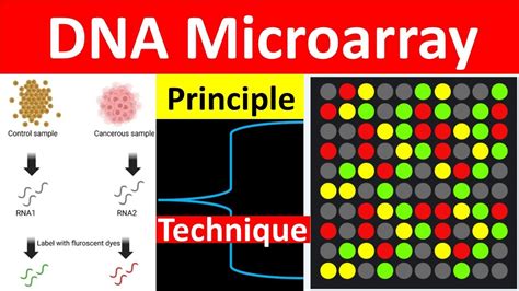 Microarray DNA Sonden に対する画像結果