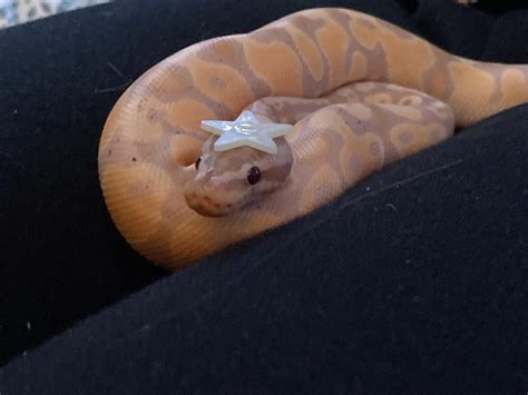 Ball Python Derpy に対する画像結果